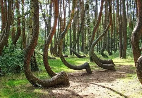 Padurea Hoia-Baciu 