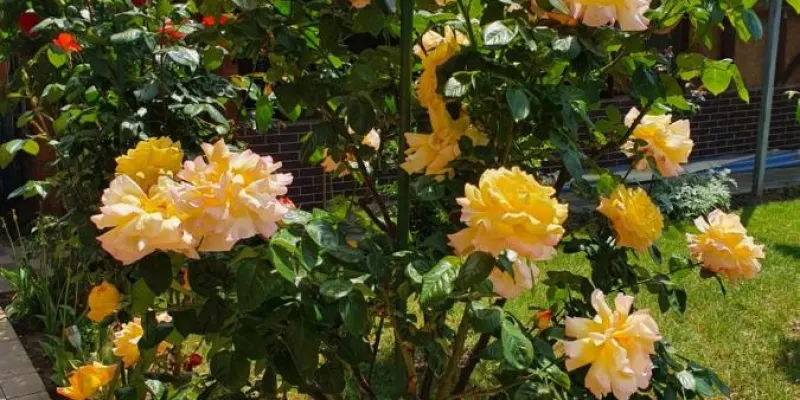 Casa Roua, fotografia 4 din 35